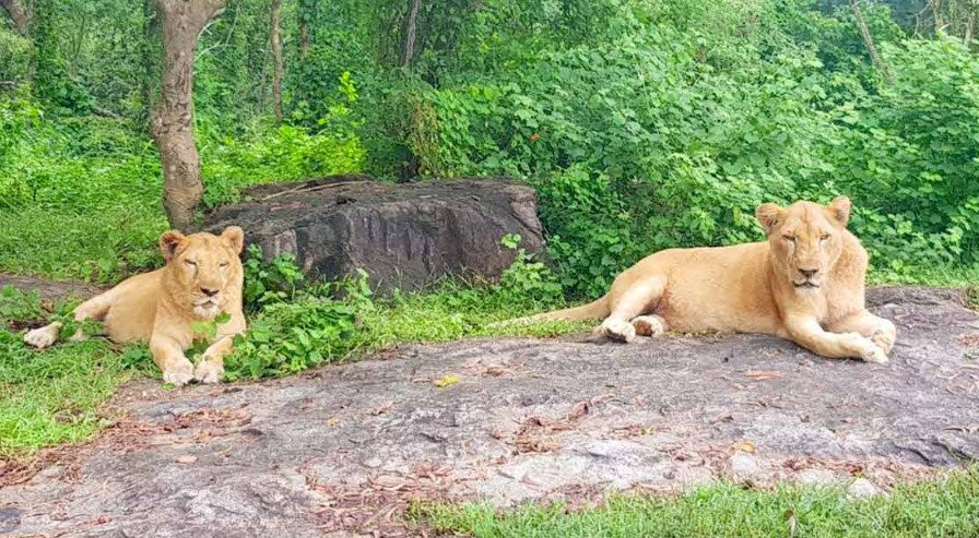 Neyyar Wildlife Sanctuary, Thiruvananthapuram, Kerala - Vushii.com Neyyar Wildlife Sanctuary, Thiruvananthapuram, Kerala - Vushii.com